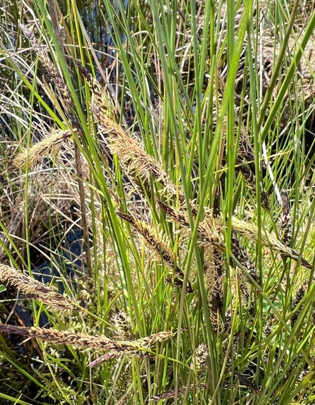 Large green grasses cover the length of the image, with small light brown feathery fronds of flower towards the middle bottom