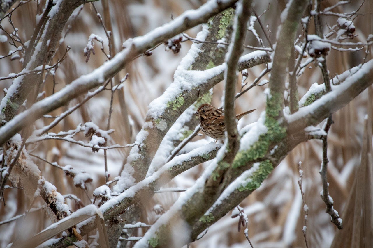 a song sparrow looks back at the camera from within a snow-covered bush. the bush's branches are thick and old, covered in lichen.