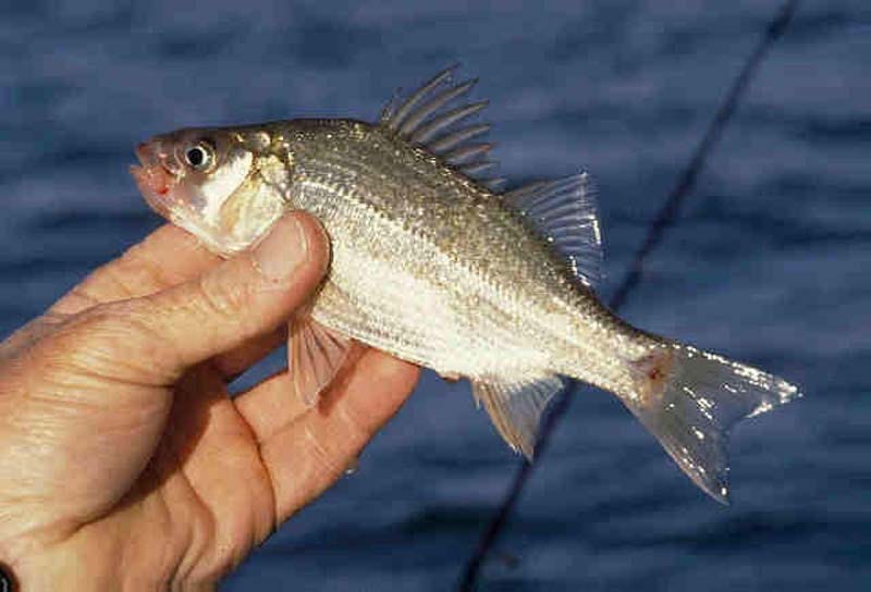 File:White perch GLERL.jpg