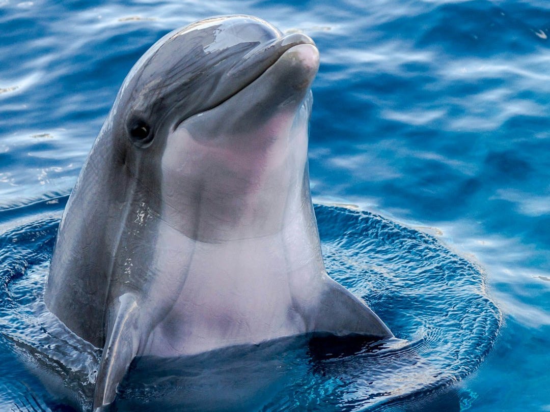 dolphin