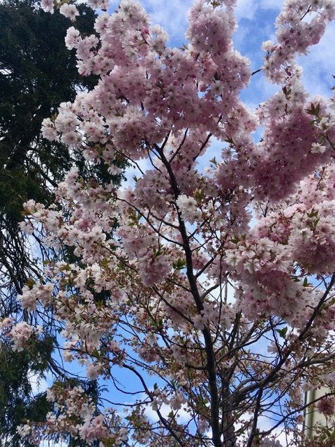 Pale pink cherry blossom in front of a pale blue sky.