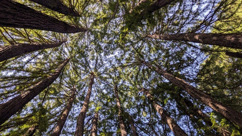 Looking up at the dizzying geometry of tall redwood trees