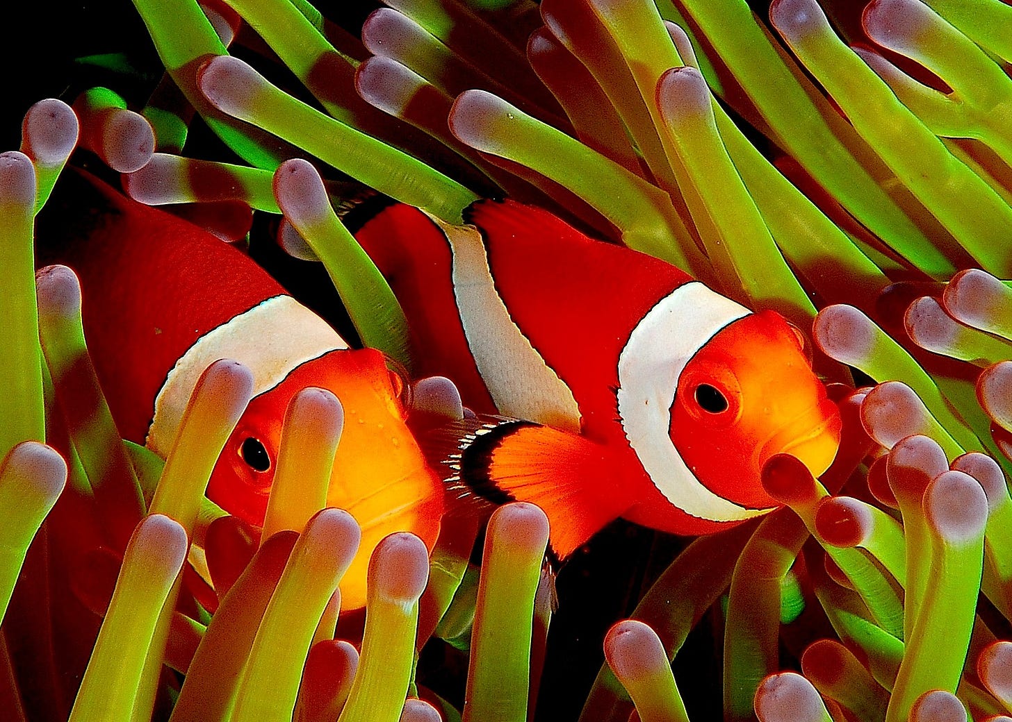 File:Ocellaris clownfish, Flickr.jpg - Wikimedia Commons