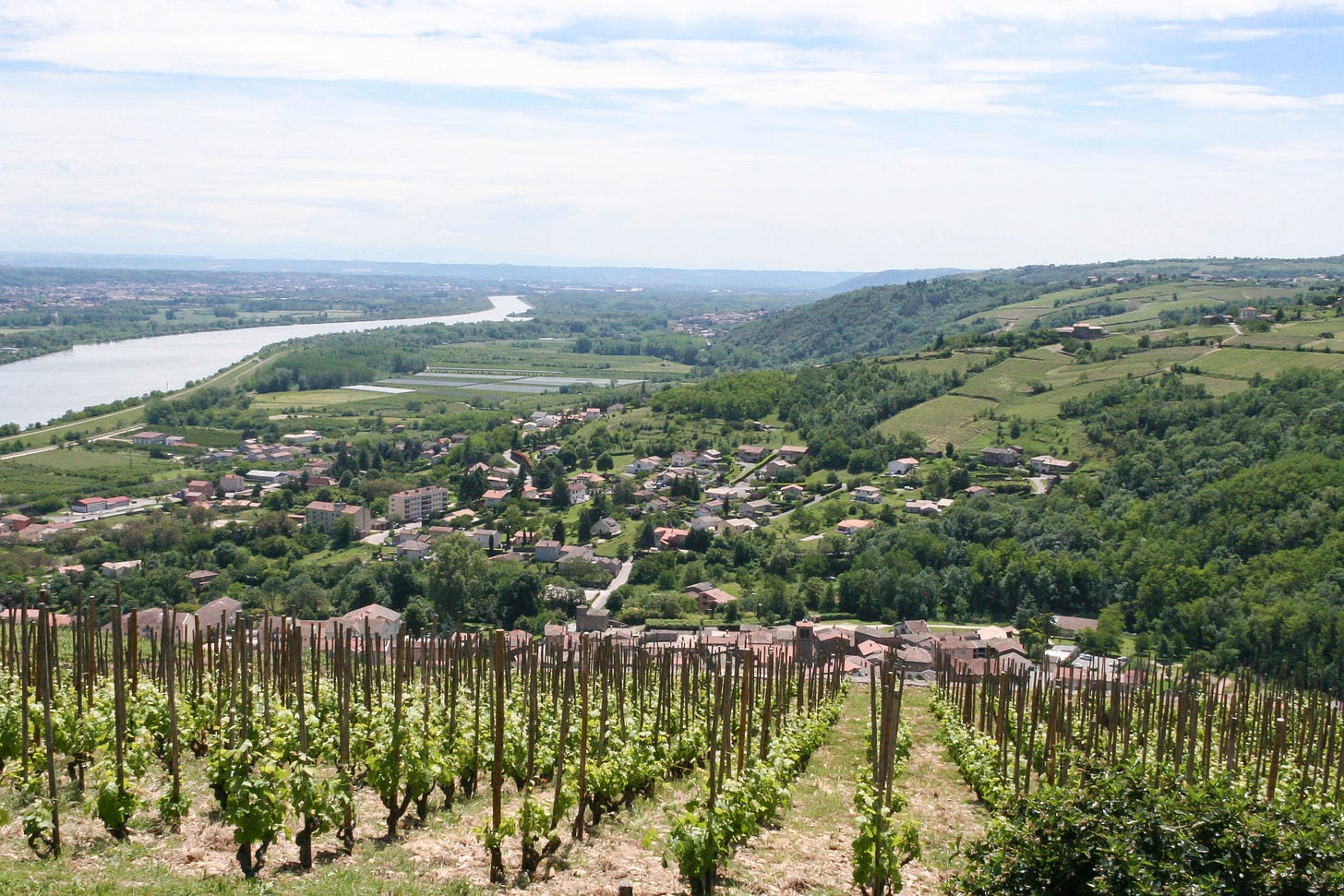 Saint-Joseph Vineyards