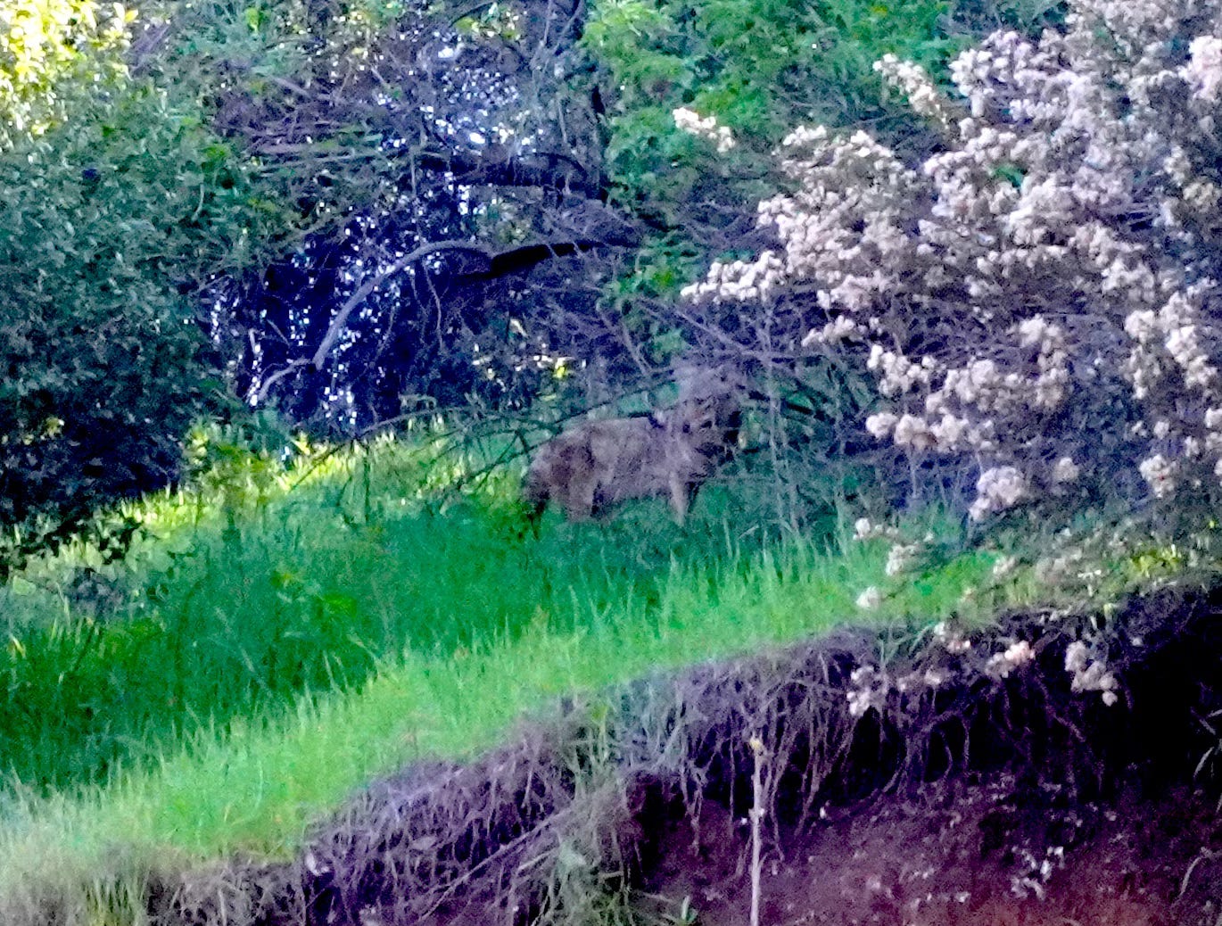 A grey and brown coyote looking over its shoulder, tucked behind a cherry blossom tree in a grassy knoll.