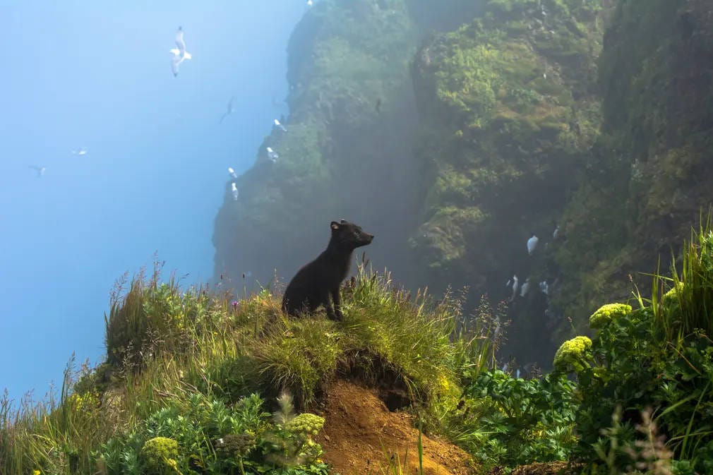 un zorro ártico azul de las islas Pribilof toma el sol entre la niebla