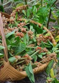 Ashwagandha Plant | Medicinal Herb | Sow Exotic
