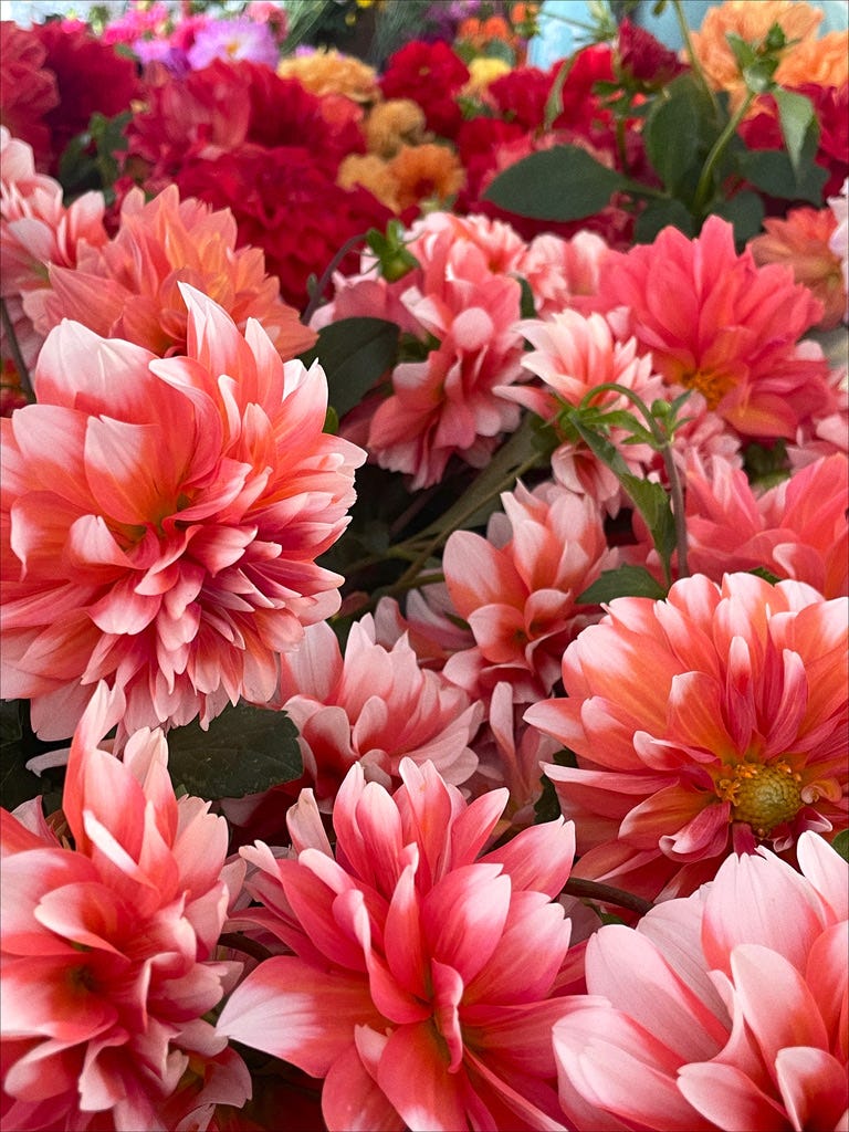 flowers bright and red