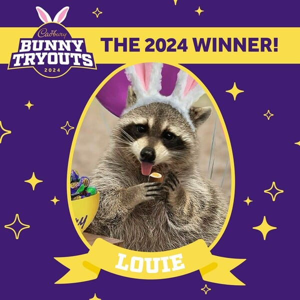 Louie is the first-ever raccoon rescue to be crowned Cadbury Bunny.