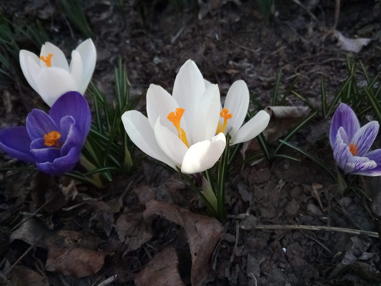 Blooming white and purple crocus