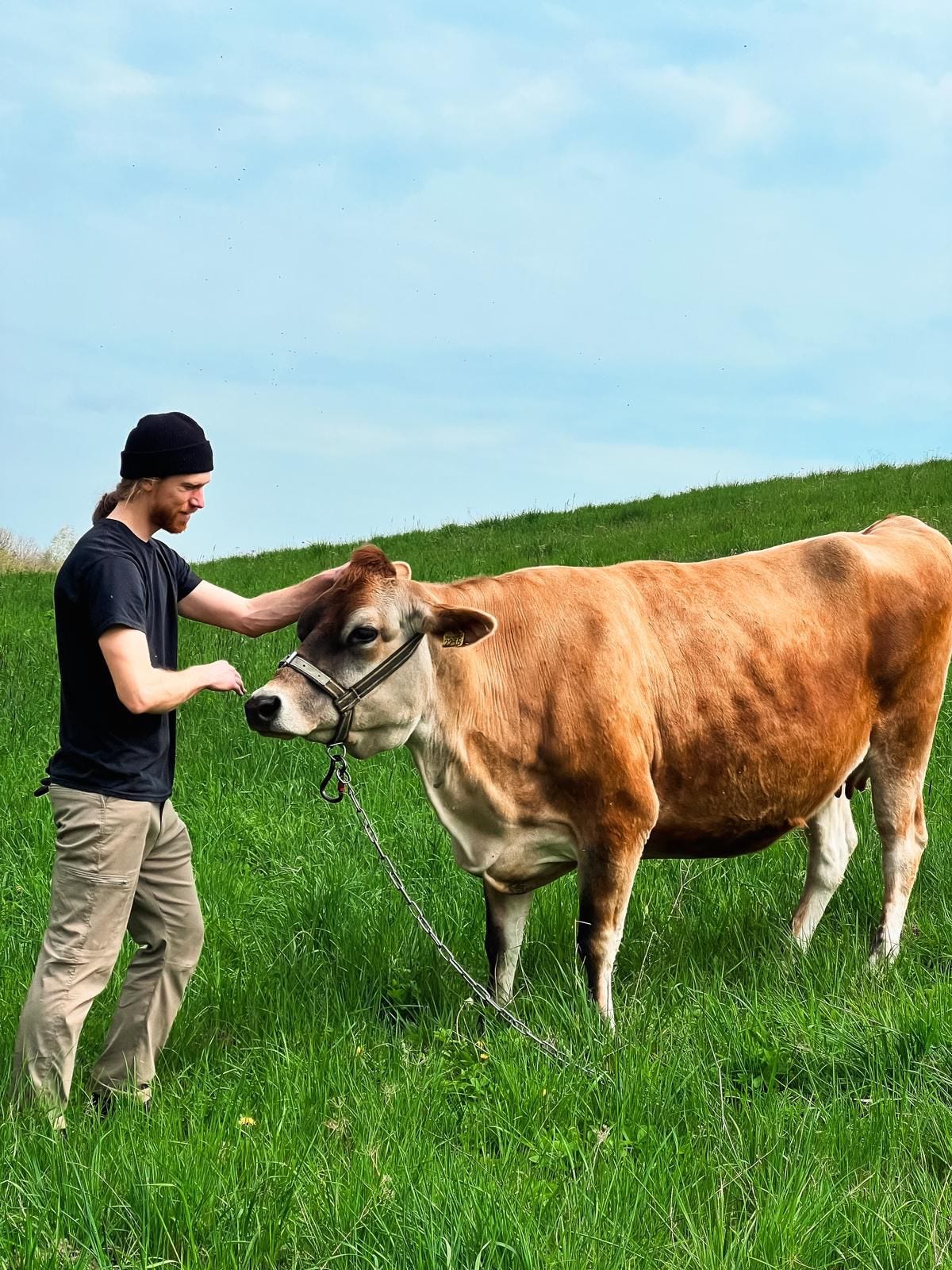 Man petting a beautiful golden brown cow on a green pasture with a blue sky