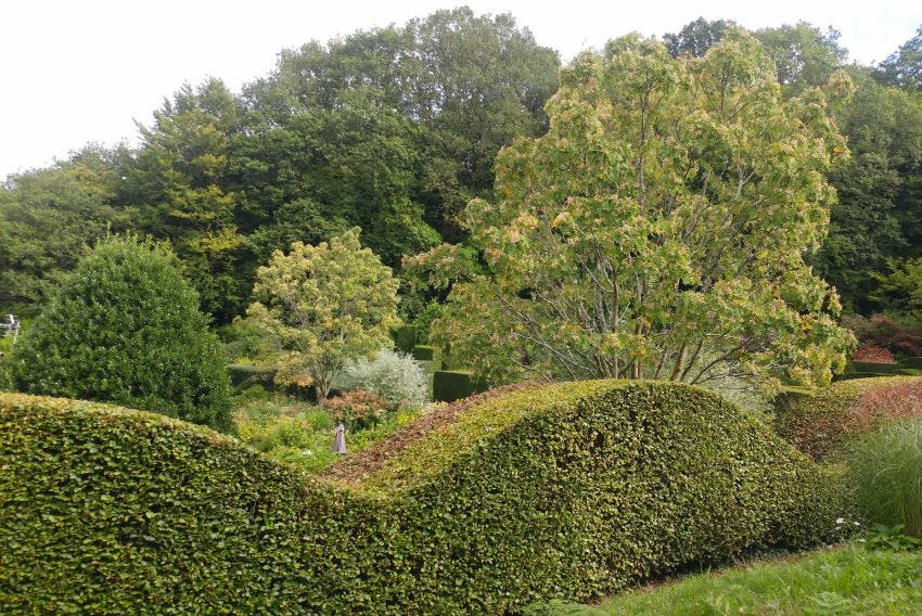 Hedge at Veddw Garden copyright Anne Wareham 