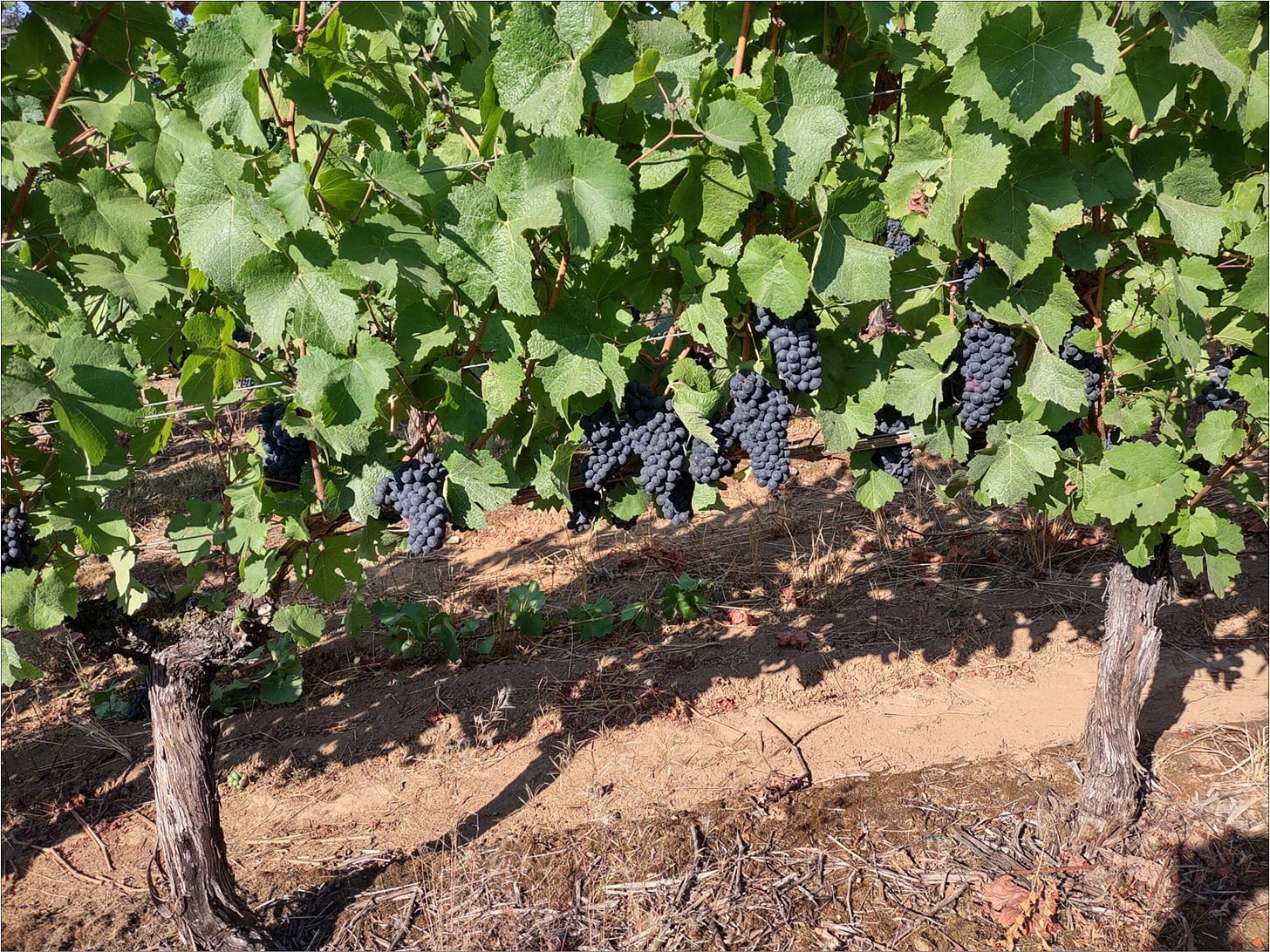 Prior vintage Pinot Noir clusters headed to The Great Cluster Pluck!