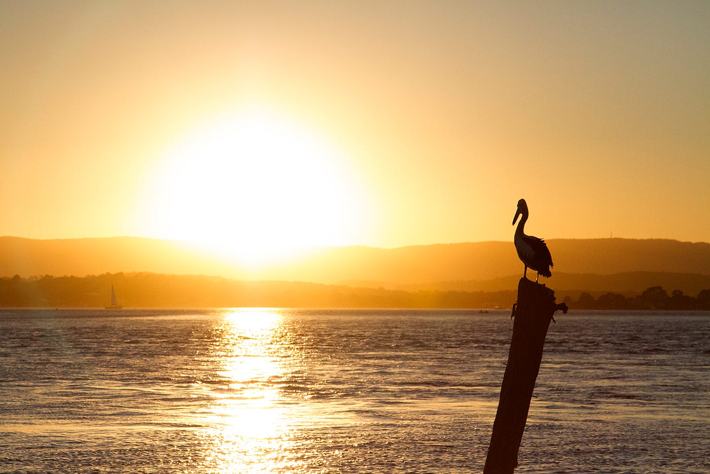 A pelican sits on a post on a lake at sunset.