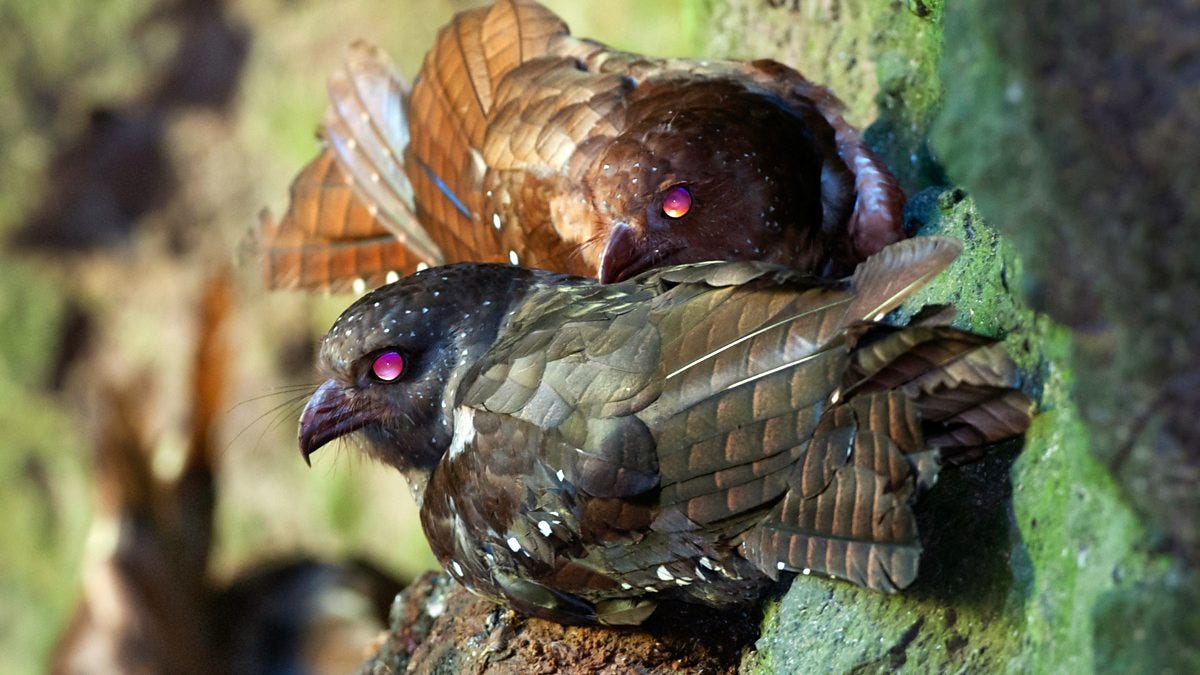 BBC Radio 4 - Tweet of the Day, Oilbird