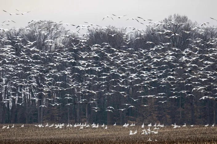 Bird flu is transmitted mainly by wild birds, like these snow geese in Ruthsberg, Md., in January 2023. <a href="https://www.gettyimages.com/detail/news-photo/snow-geese-take-off-from-a-field-in-ruthsburg-maryland-on-news-photo/1246532637" rel="nofollow noopener" target="_blank" data-ylk="slk:Photo by JIM WATSON/AFP via Getty Images;elm:context_link;itc:0" class="link ">Photo by JIM WATSON/AFP via Getty Images</a>