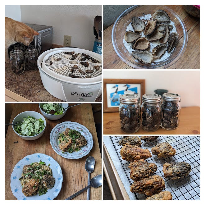 1) Peach peruses the drying station 2) coating morels in seasoned flour 3) dehydrated morels 4) shallow-fried morels 5) morel risotto, fried morels, salad