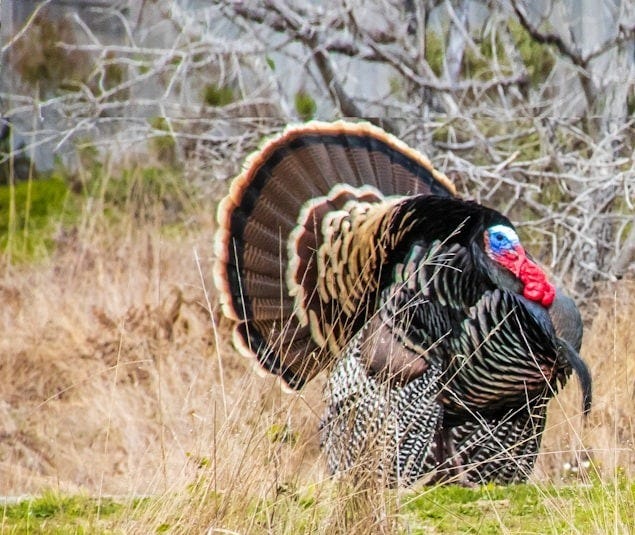 black and white turkey on green grass field during daytime