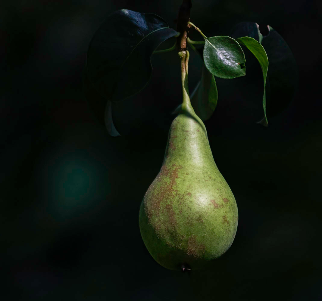 A deep green pear hangs from a stem against a dark background. The pear is a variety called Conference.