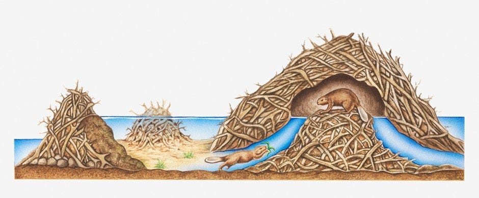 A drawing or schematic of a beaver’s dam (L) and lodge (R) A drawing or schematic of a beaver’s dam (L) and lodge (R)