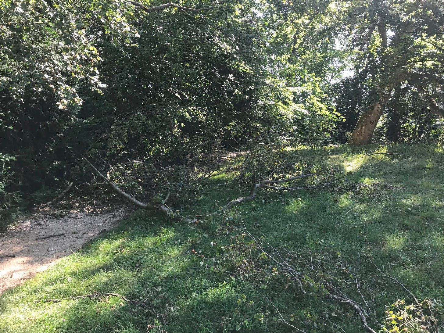a  fallen branch covers a path
