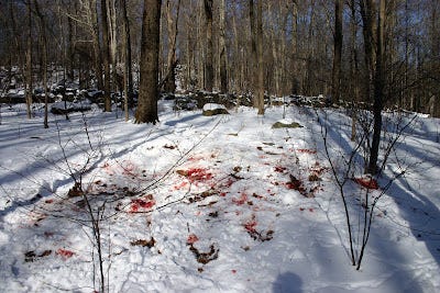 Blood on Ukranian snow
