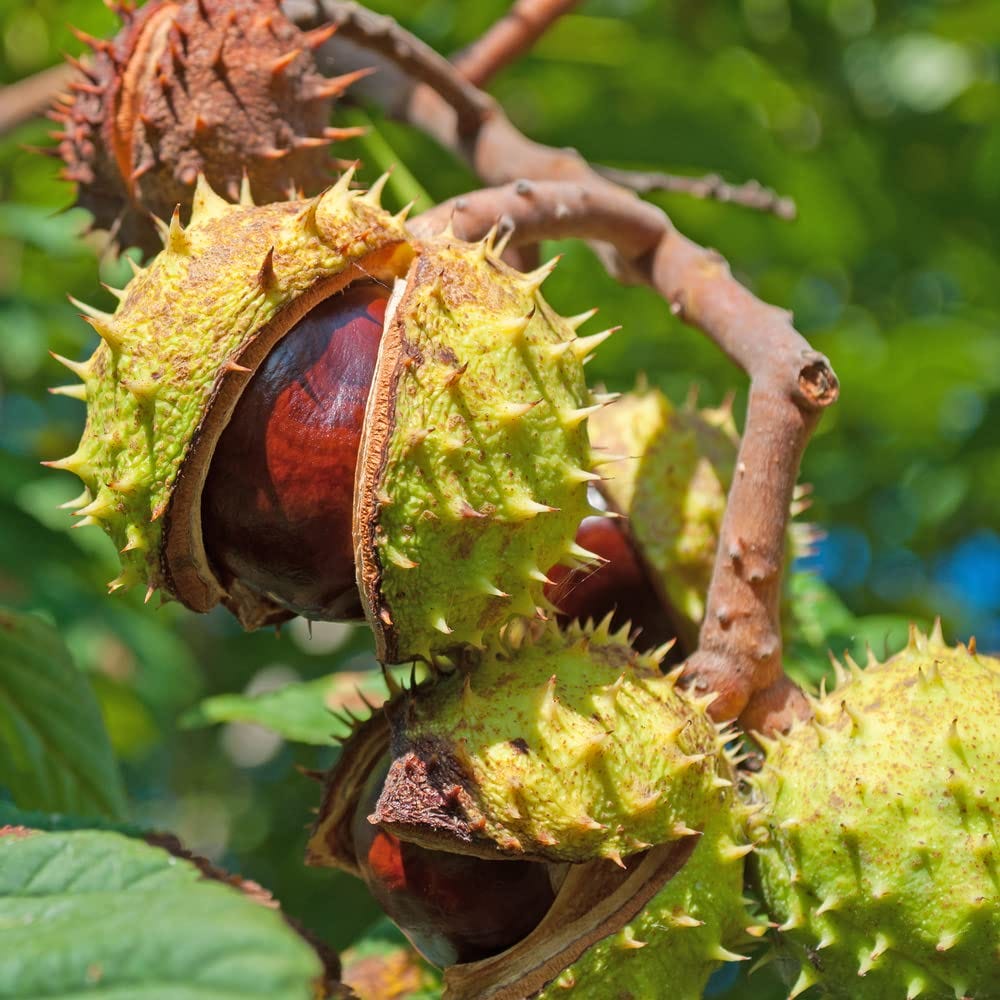 Horse Chestnut (Aesculus hippocastanum)