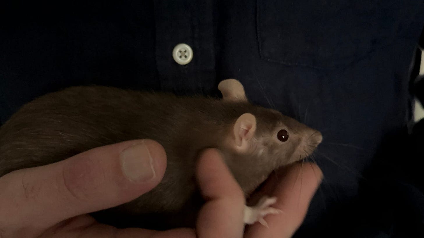 A close-up image of a person’s hand holding a small brown rat with a sleek coat and rounded ears. The rat’s eyes are bright and alert, and its small paws are visible as it rests in the palm of the hand. The background shows a dark blue shirt with buttons, indicating the person is likely seated or standing while holding the rat.