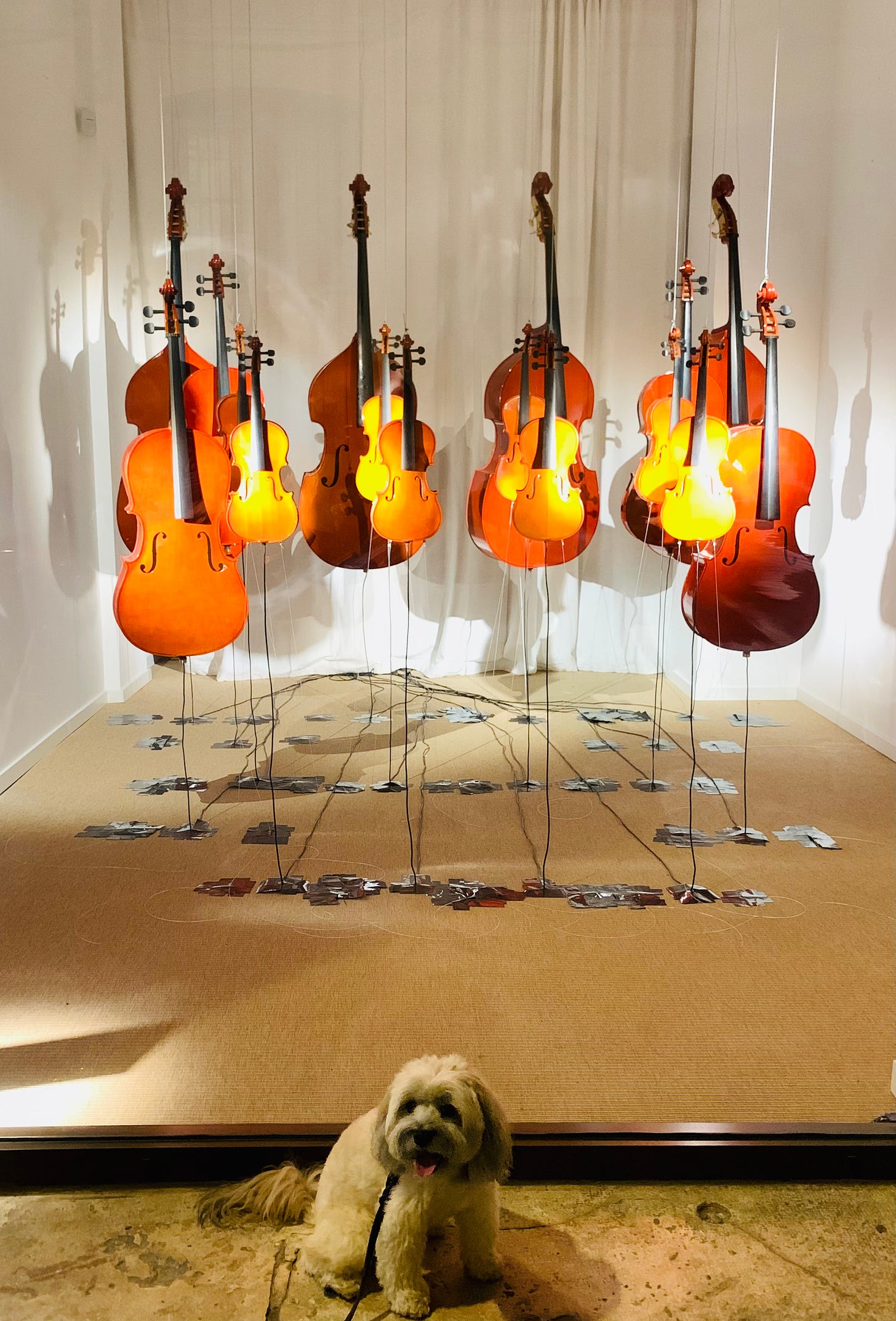 a display of cellos, violas and violins, with Elsa the Lowchen sitting in front of it, looking at the camera