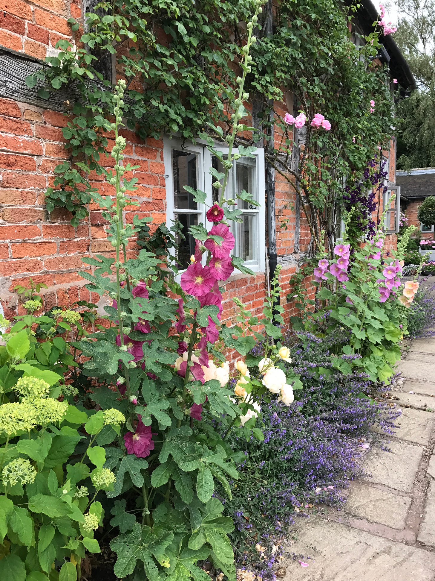 Hollyhocks and Catmint along the wall of the cafe at Wollerton