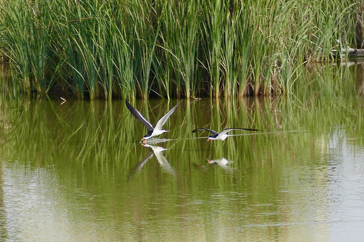 Black skimmers feeding from swamp water