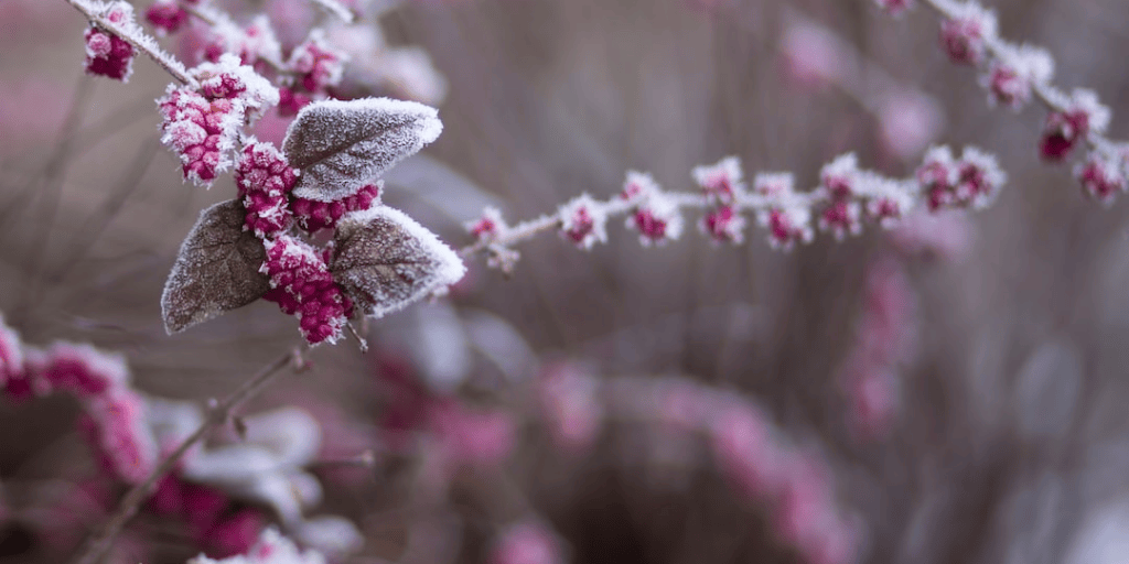 Picture of red flower buds or herbs with frost on them.