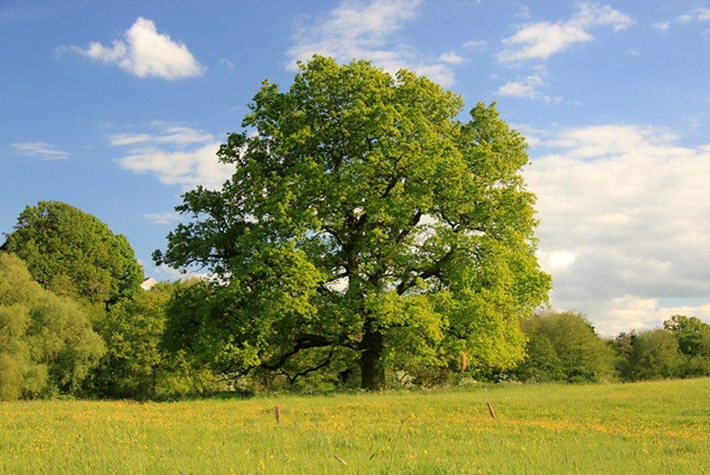 Action Oak - The Tree Council