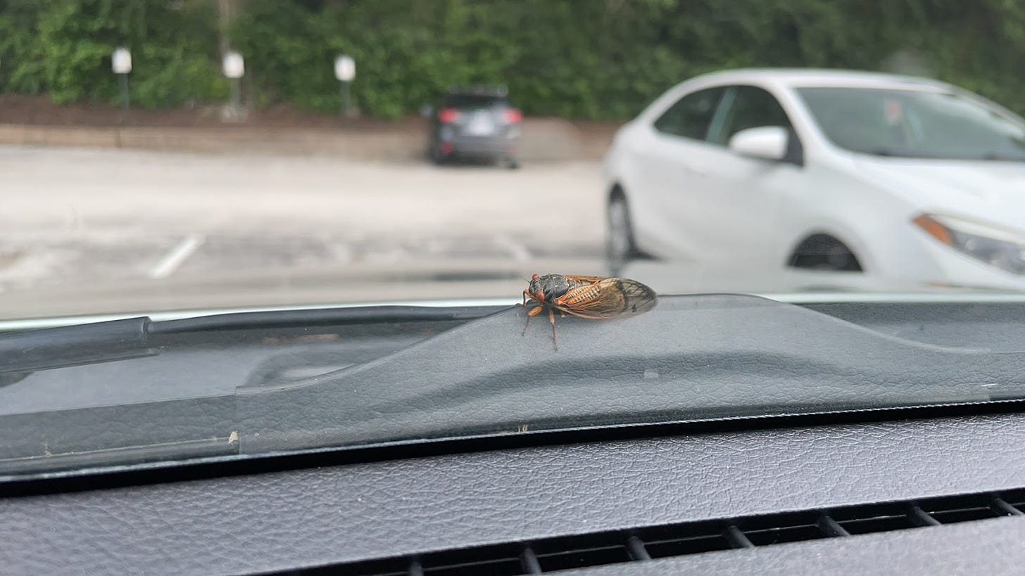 A cicada on a windshield