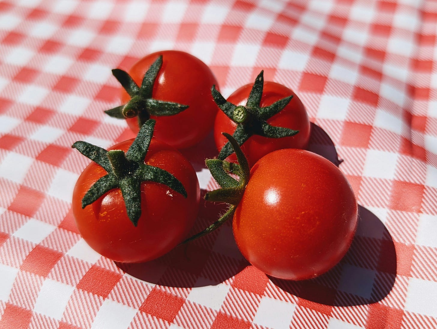 A close up of four cherry tomatoes on a red and white checkered tablecloth.