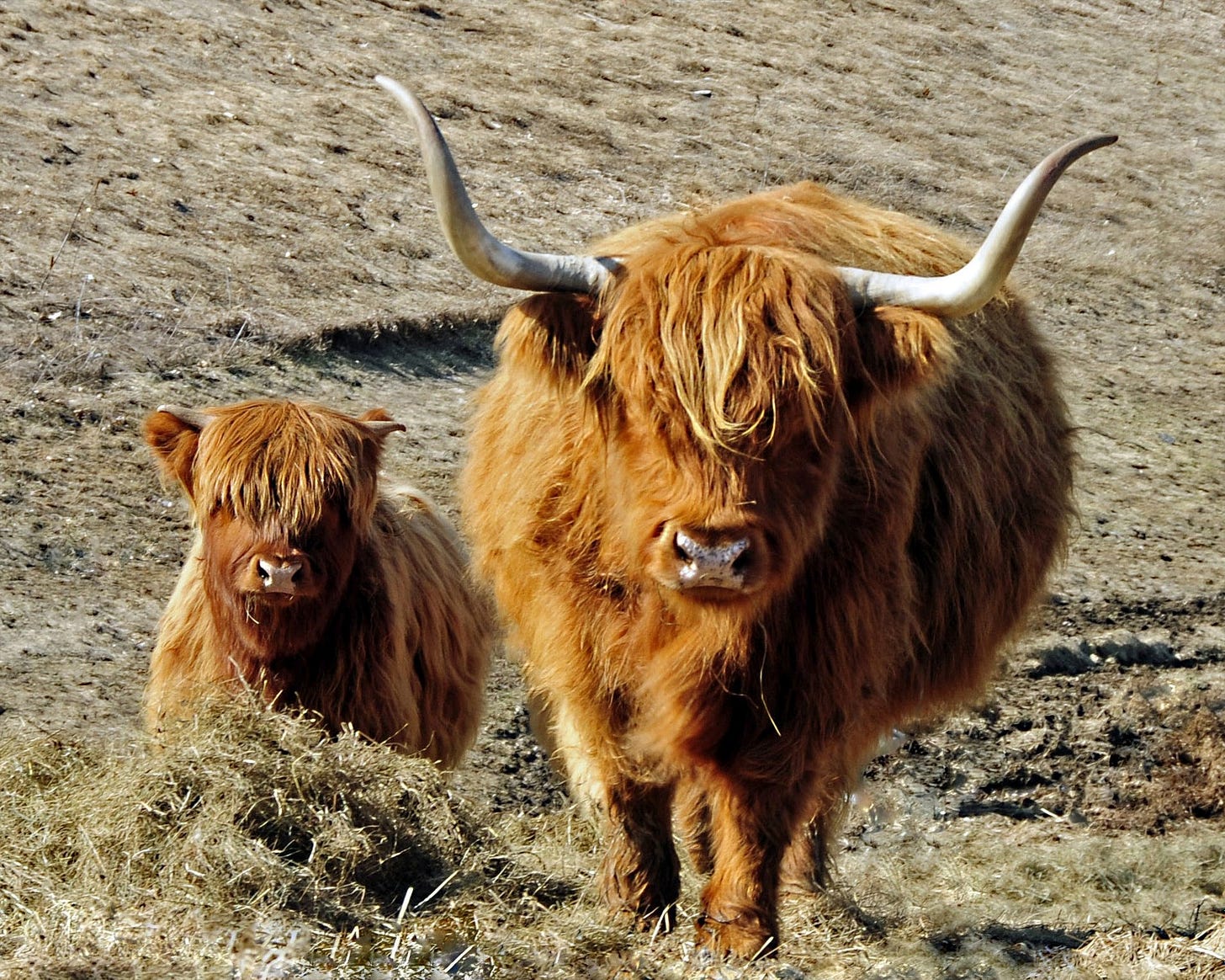 File:Highland Cow and Calf.jpg - Wikimedia Commons