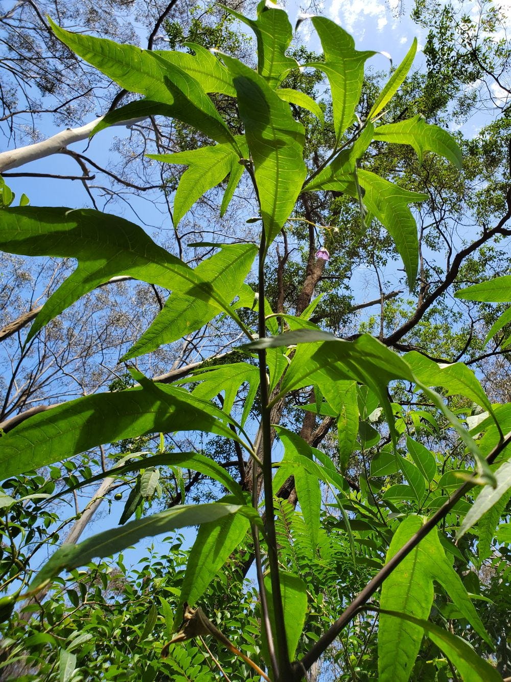 Solanum aviculare [foliage] 20221211_141115 sml.jpg
