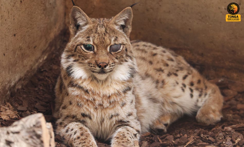 une jeune femelle Lynx boréal une jeune femelle Lynx boréal