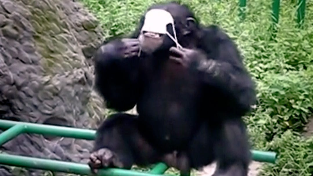 Chimpanzee attempts keeper's COVID-19 protocol by putting on face mask