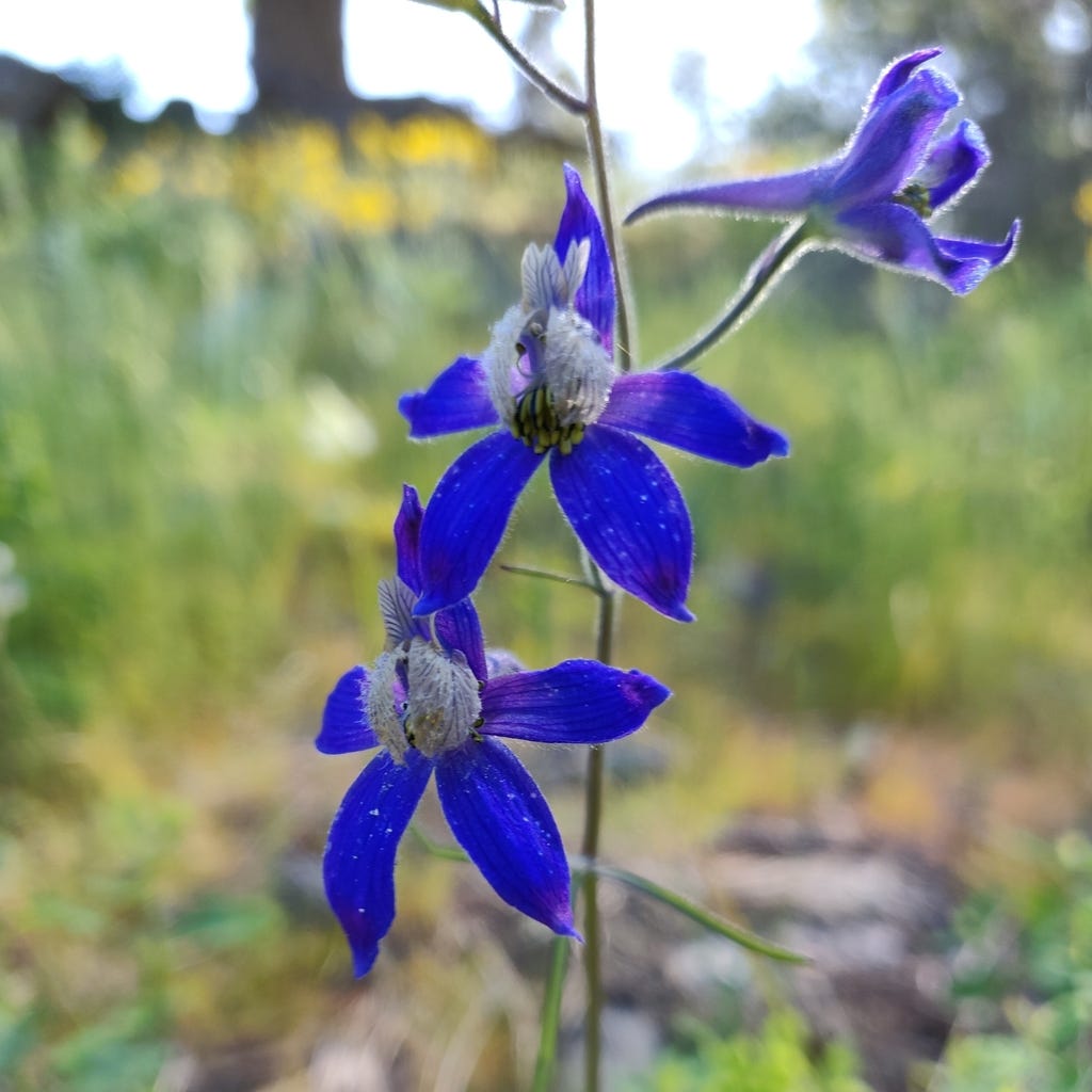 Nuttall&#39;s larkspur (Guide to OSU Collins Demonstration Forest, Gold  Hill, Oregon) · iNaturalist