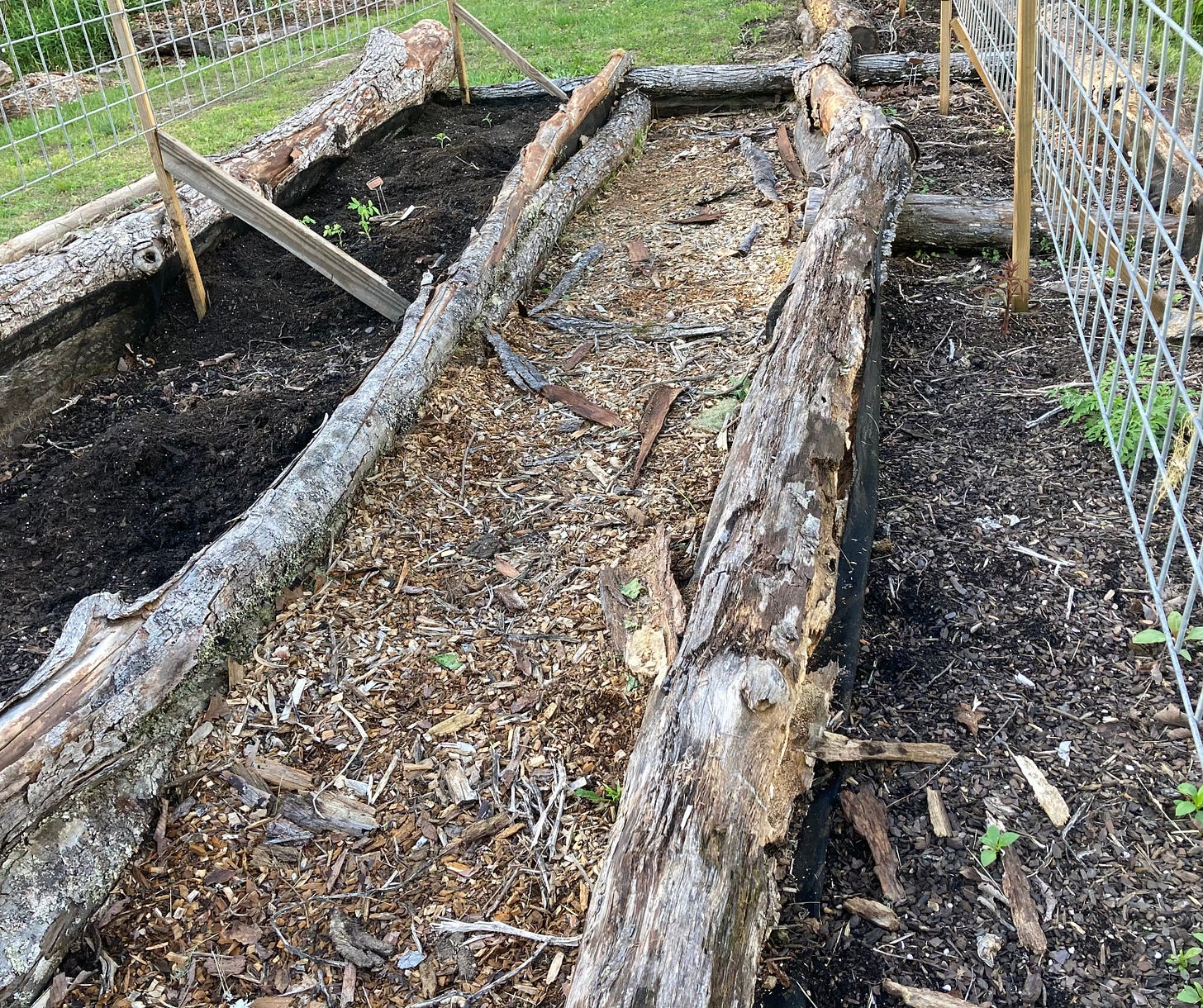 My garden showing raised bed on the left with tiny tomato seedlings in newly prepared soil. My garden showing raised bed on the left with tiny tomato seedlings in newly prepared soil.