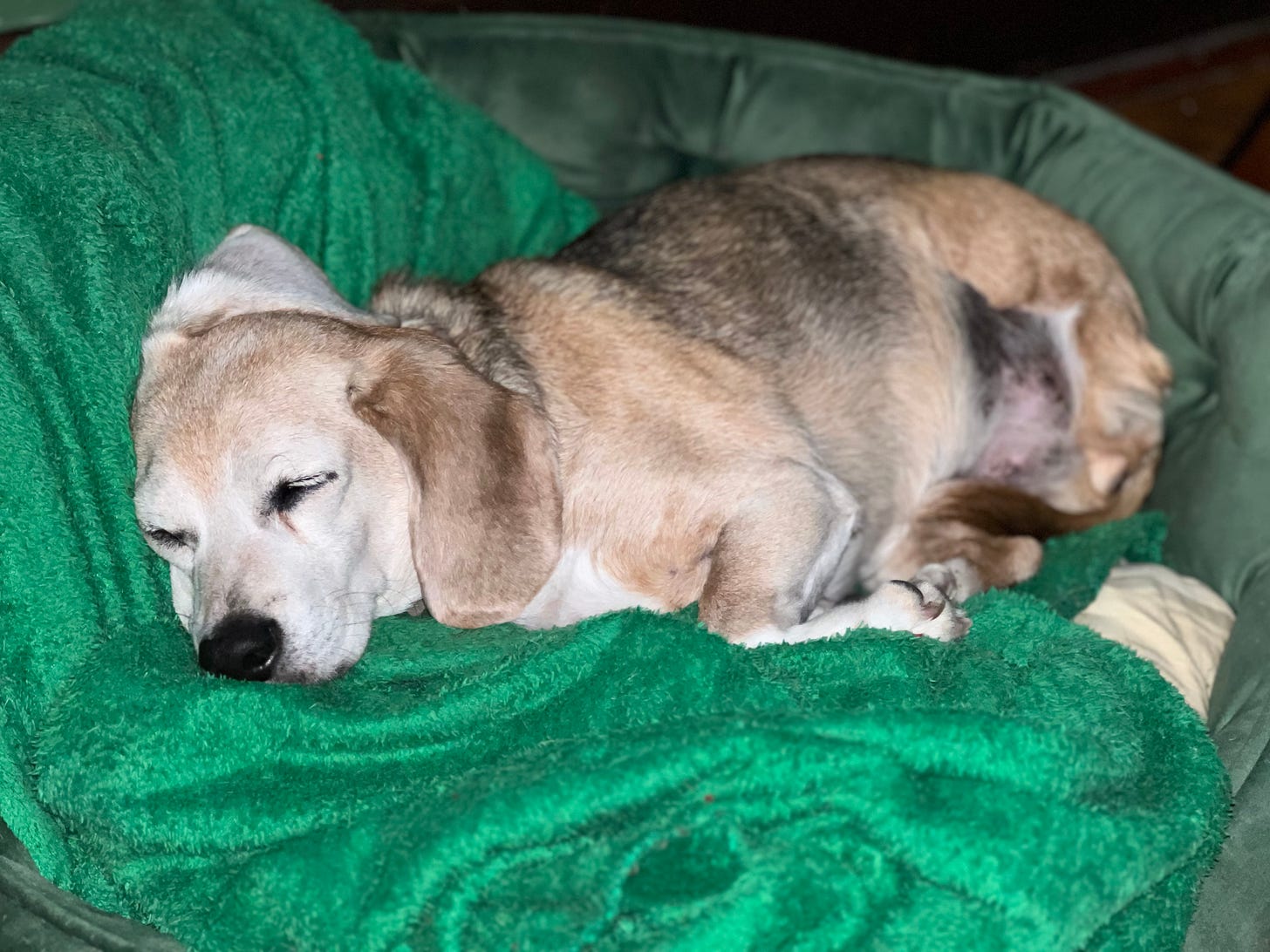 Sleeping Cashew dog