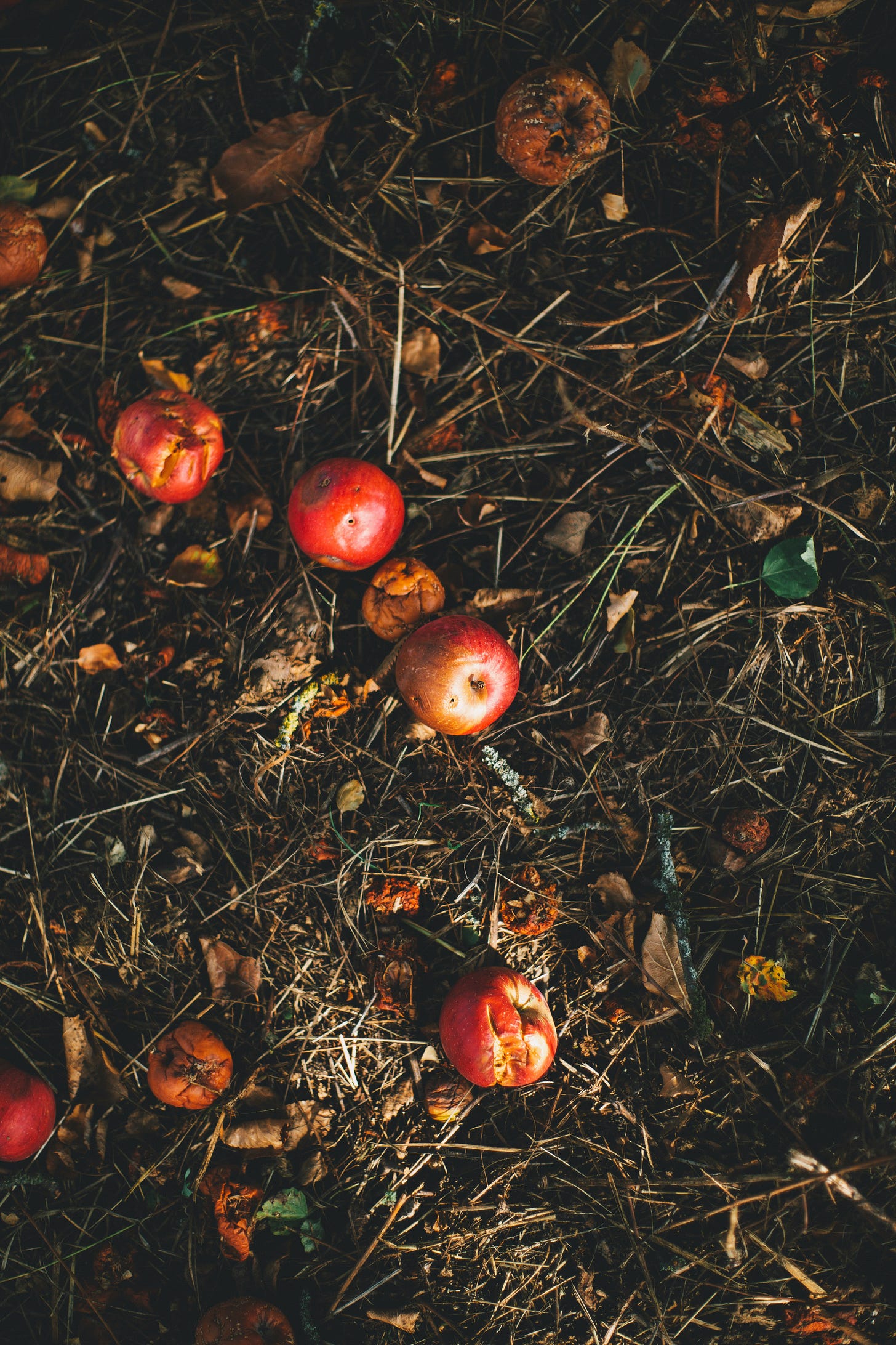 a compost pile with rotten apples and fruits on top