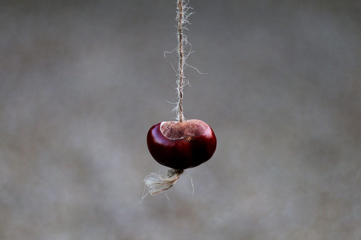 Conker © Kevin Doncaster (Creative Commons)