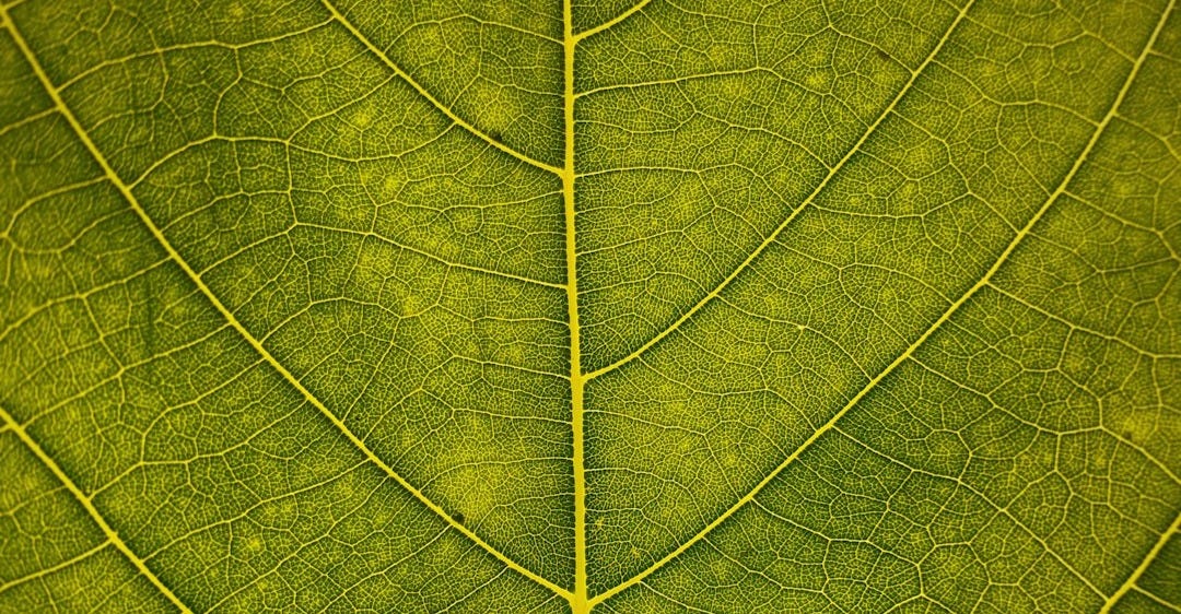 macro shot of green leaf