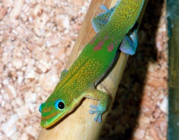 Close up image of a green colored Gecko standing on a stick or branch. 