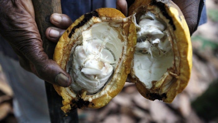 A farmer holds an open, ripe cocoa pod on a farm outside of Kumasi, Ghana