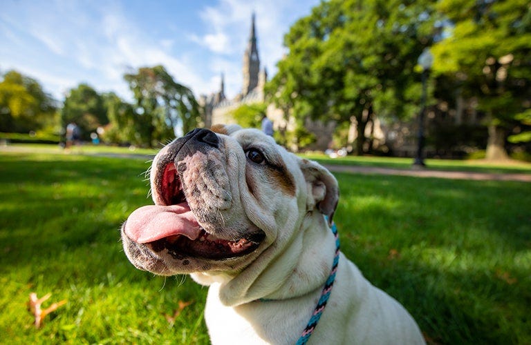 New Mascot-in-Training Destined for Greatness as Jack the Bulldog -  Georgetown University