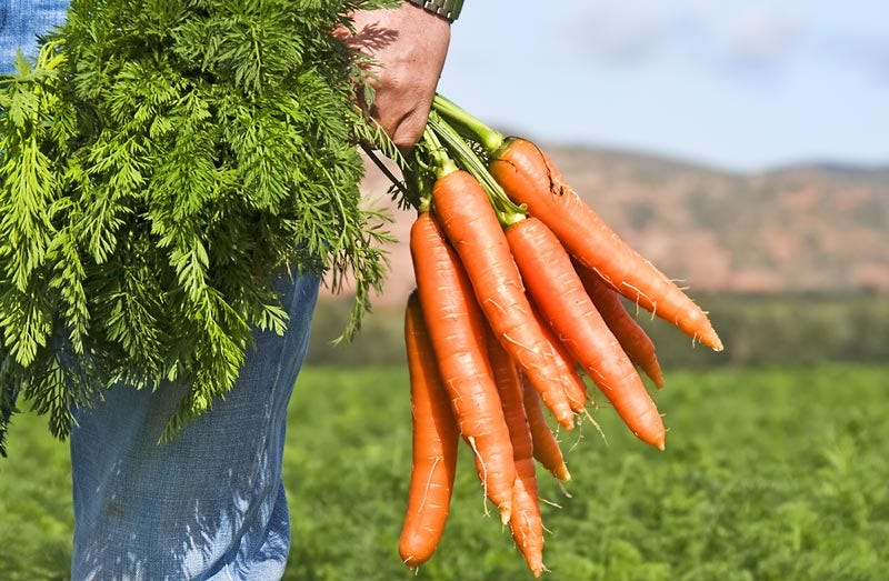 Invenções holandesas: cenouras cor de laranja