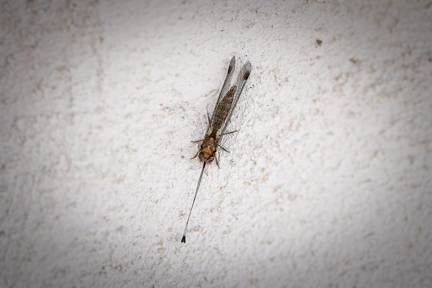 A long but with transparent lacy wings thin oblong body and long antennas on a rough white surface